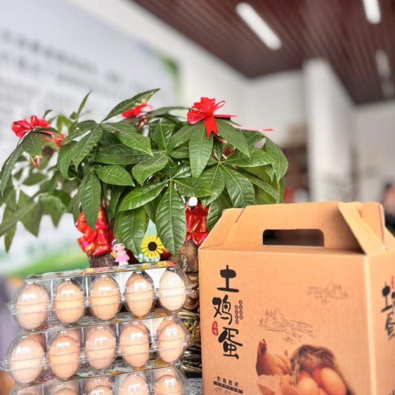 礼盒装精品柴鸡蛋，文昌鸡土鸡蛋，大量现货速发欢迎选购