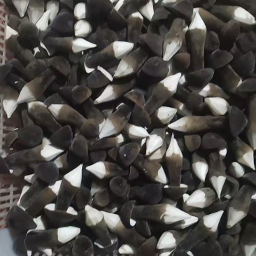 精品黑皮鸡枞菇鲜货