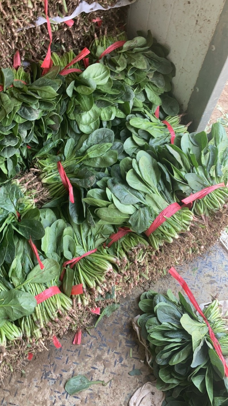 精品菠菜