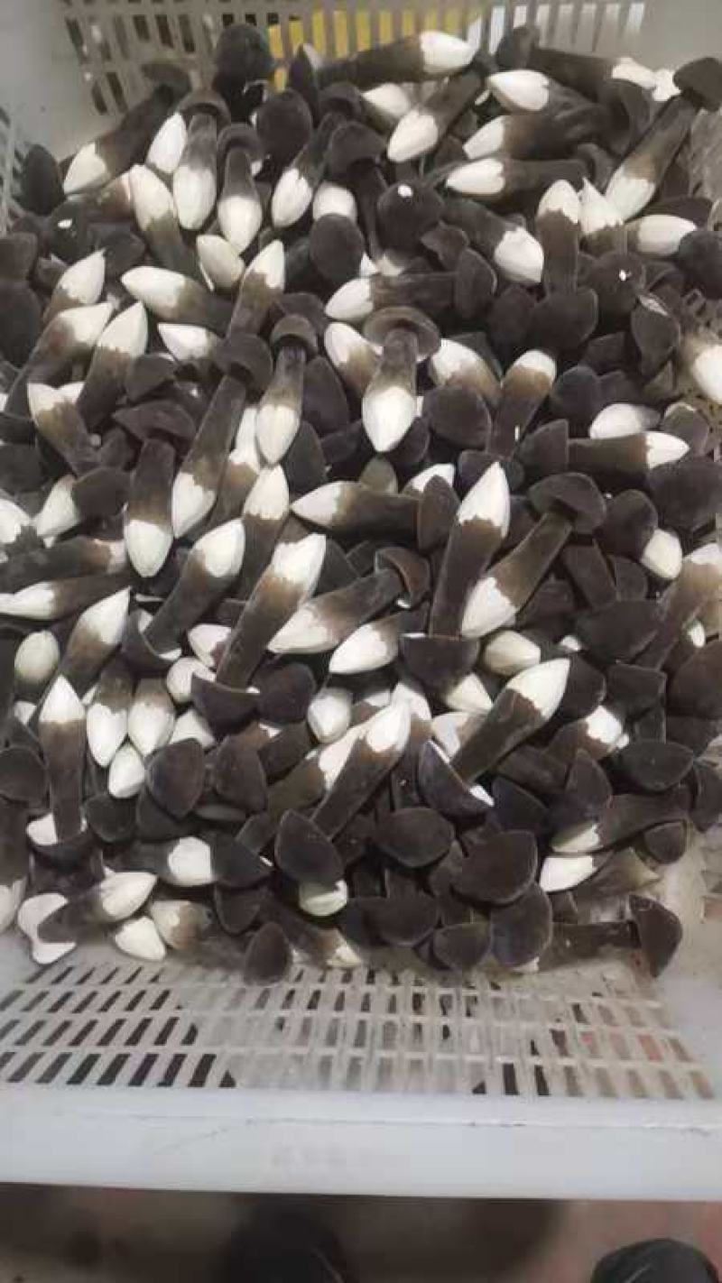精品黑皮鸡枞菇鲜货