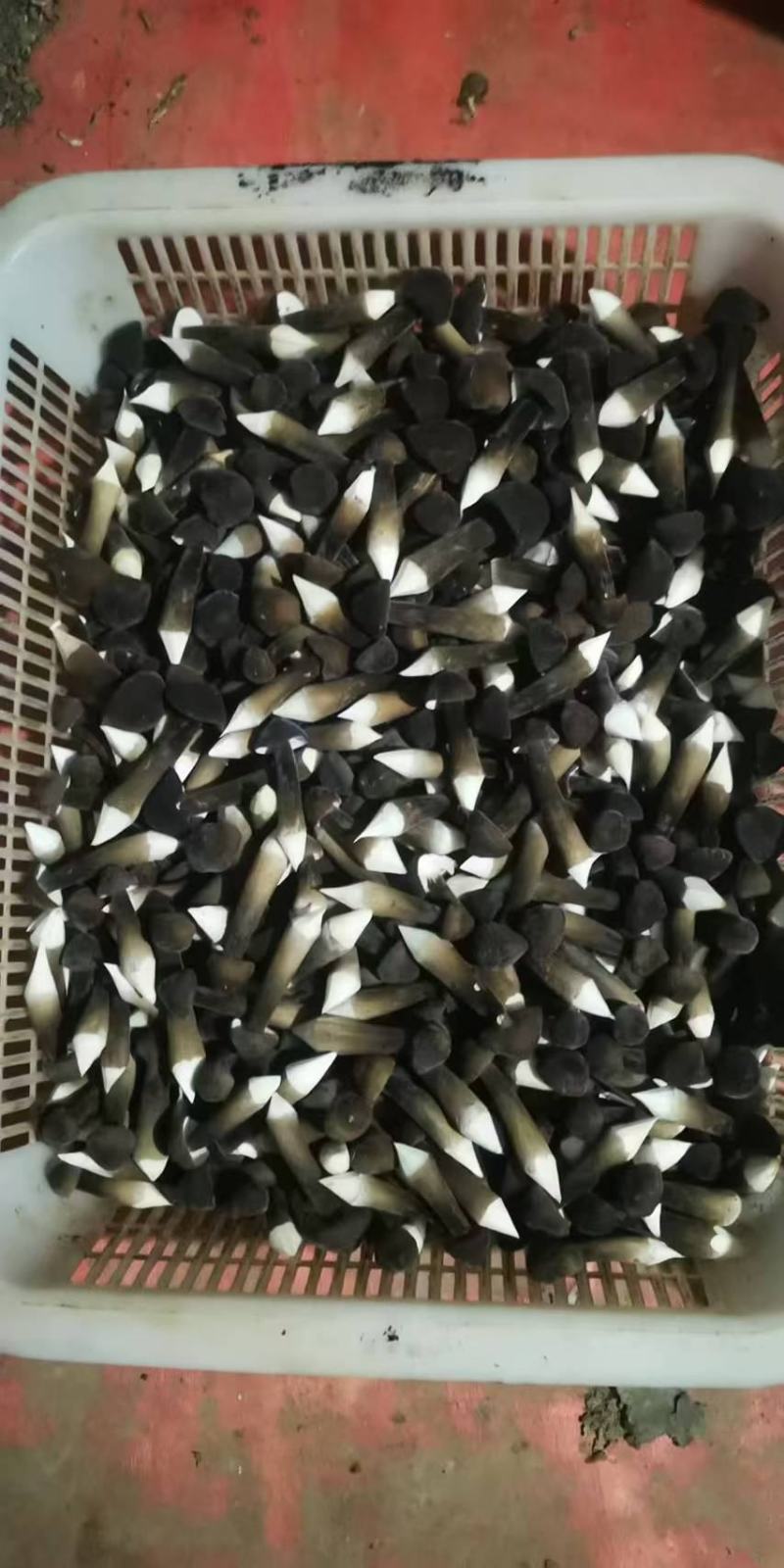 精品黑皮鸡枞菇鲜货