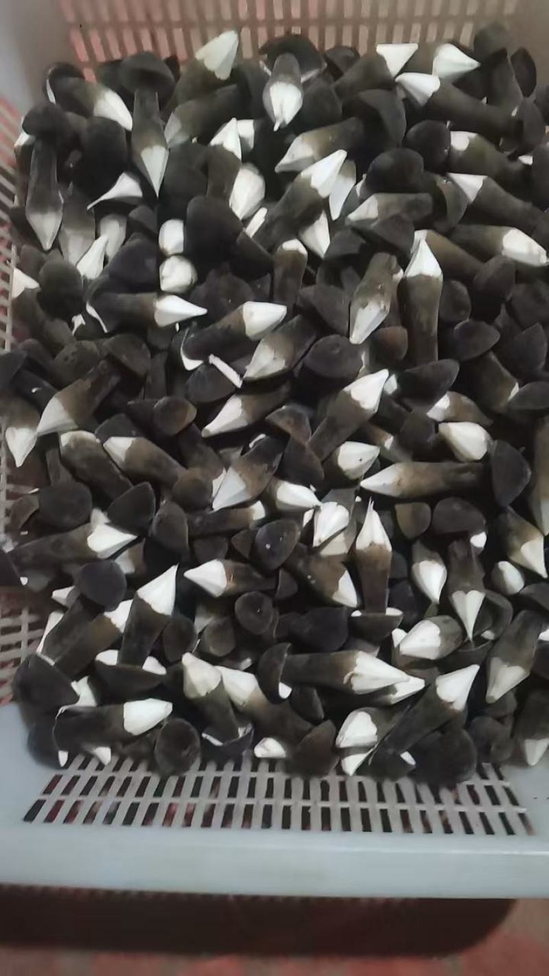 精品黑皮鸡枞菇鲜货