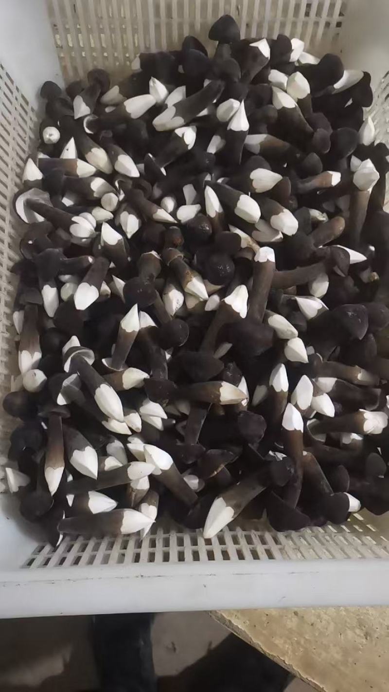 精品黑皮鸡枞菇鲜货
