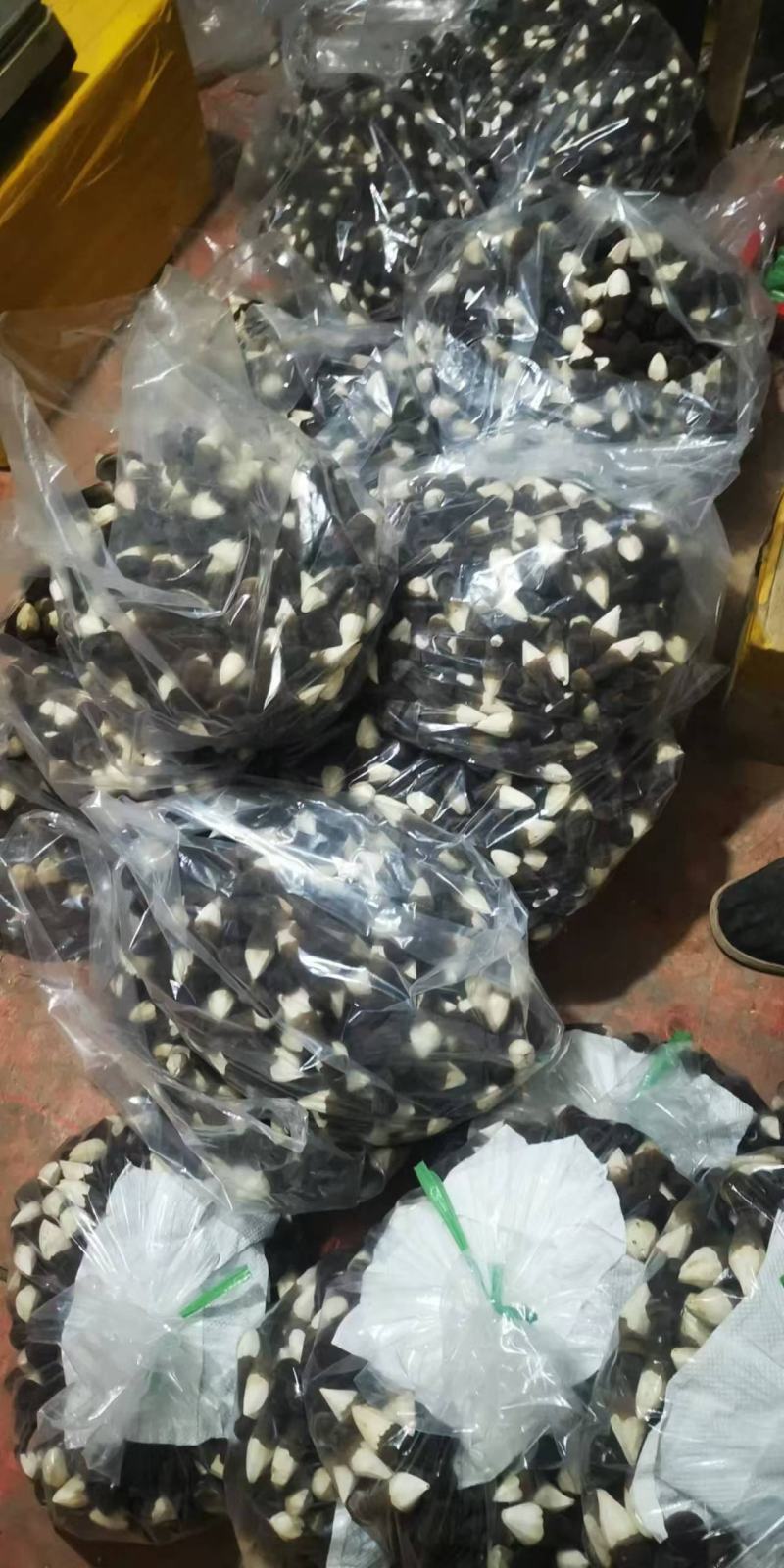 精品黑皮鸡枞菇鲜货