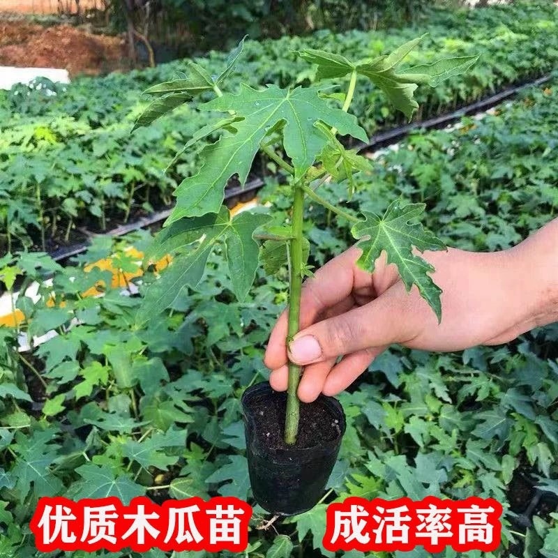 包邮带土发货番木瓜苗大青水果木瓜苗红玲木瓜果树苗