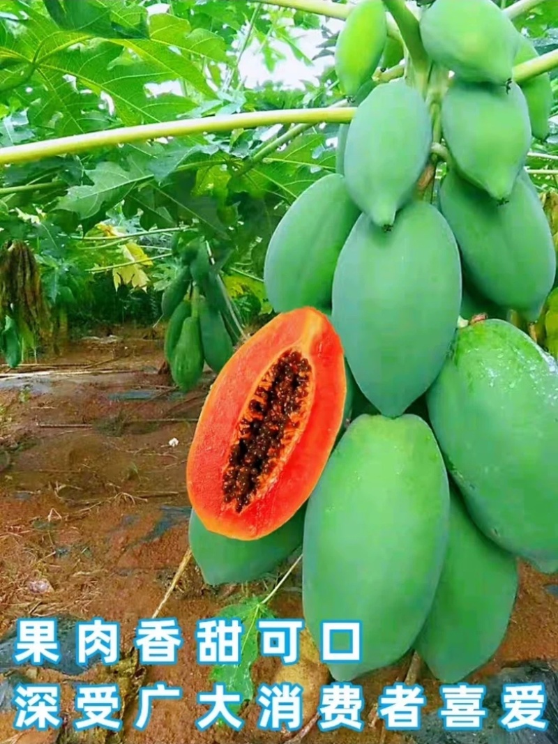 包邮带土发货番木瓜苗大青水果木瓜苗红玲木瓜果树苗