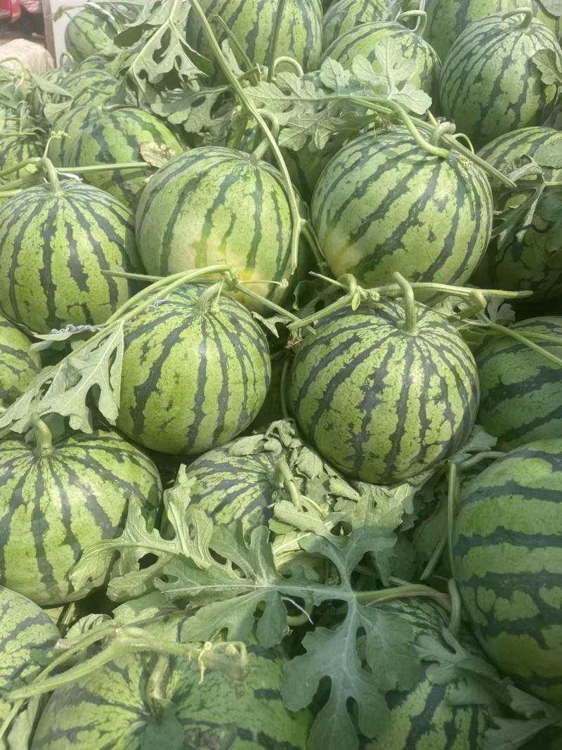精品美都麒麟瓜，全国发货，保质保量，可对接电商商超等