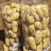 开封黄心土豆，沃土v7希森等，品种齐全，量大从优