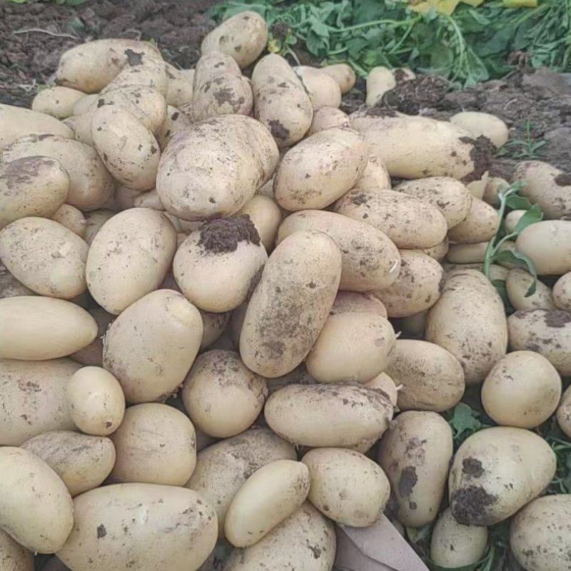 江苏丰县大棚土豆以大量上市