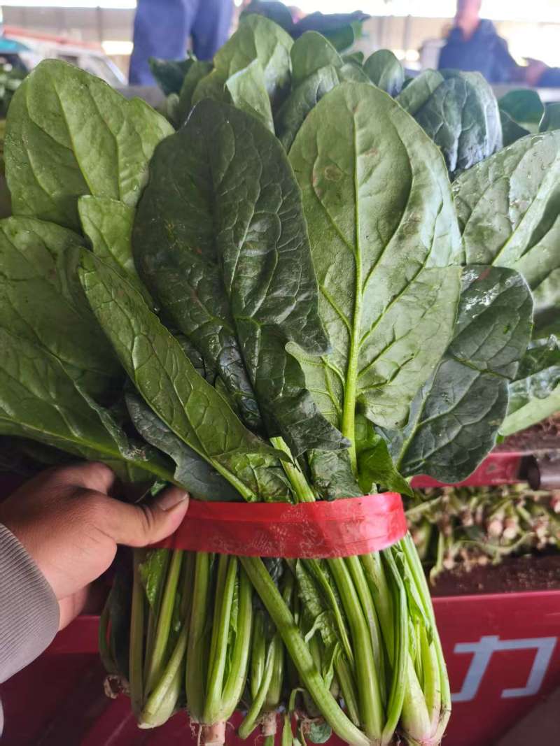 河北一手货源大叶菠菜对接全国市场量大从优欢迎采购热卖中