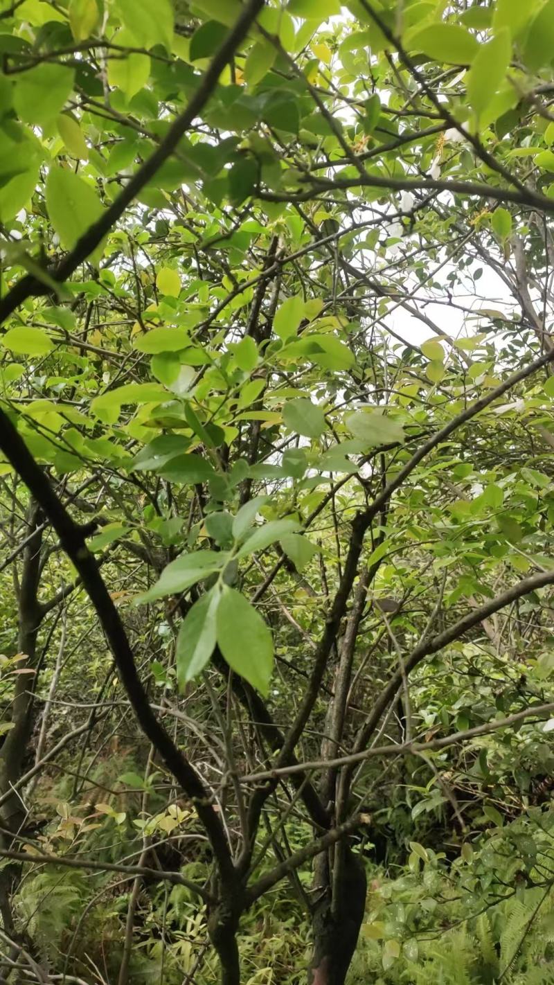 南烛叶乌米叶乌米饭产地直发，诚信经营，一手货源，品质保证