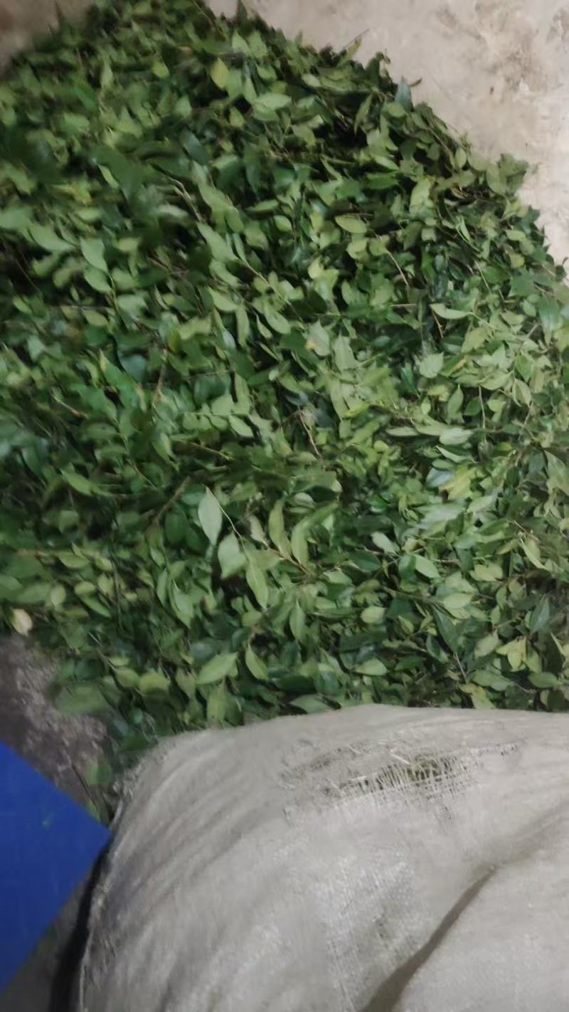 南烛叶乌米叶乌米饭产地直发，诚信经营，一手货源，品质保证