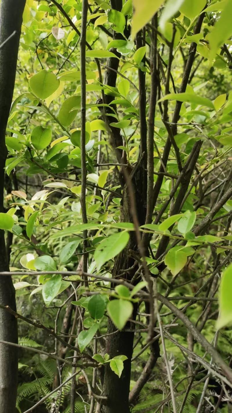 南烛叶乌米叶乌米饭产地直发，诚信经营，一手货源，品质保证