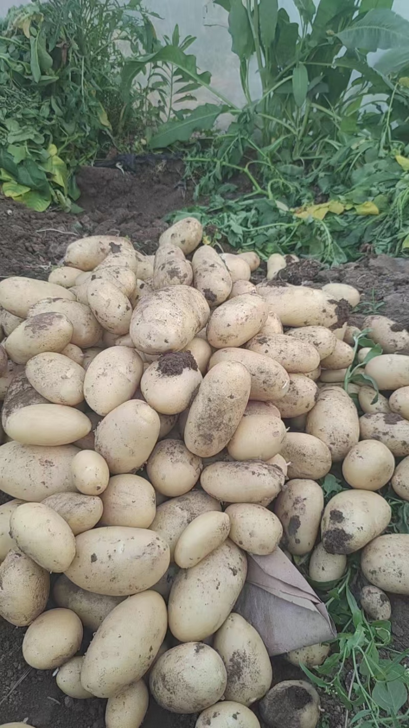 江苏丰县大棚土豆以大量上市