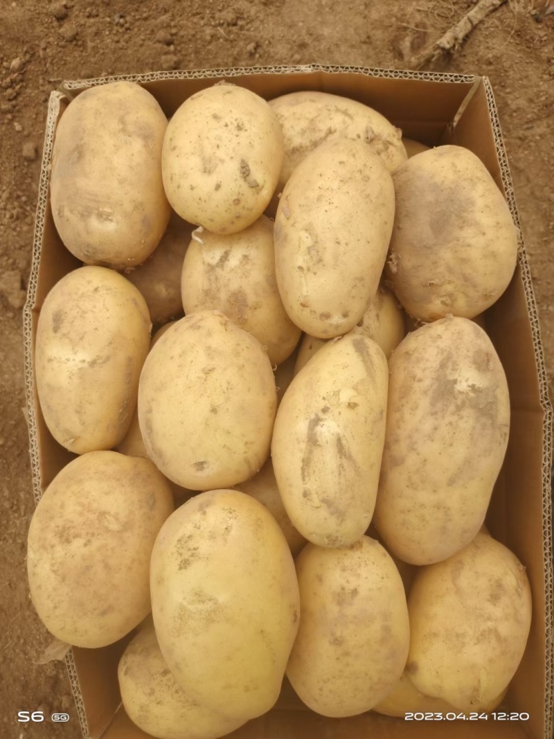 江苏丰县大棚土豆以大量上市