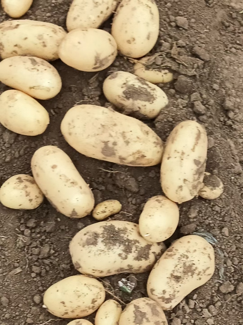 江苏丰县大棚土豆以大量上市