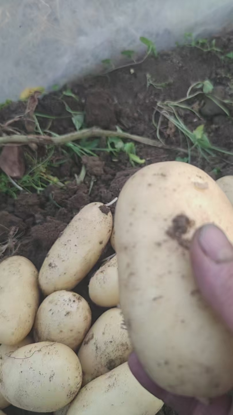 江苏丰县大棚土豆以大量上市