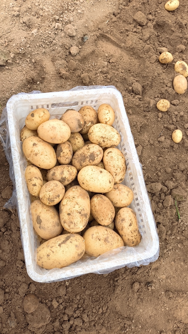 江苏丰县大棚土豆以大量上市