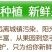 陕西阎良头茬甜瓜大量上市，对接一件代发社区团购，落地配，