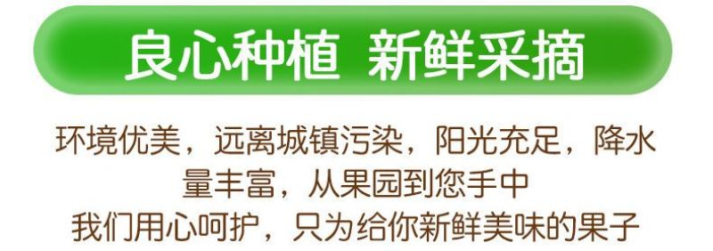 陕西阎良头茬甜瓜大量上市，对接一件代发社区团购，落地配，