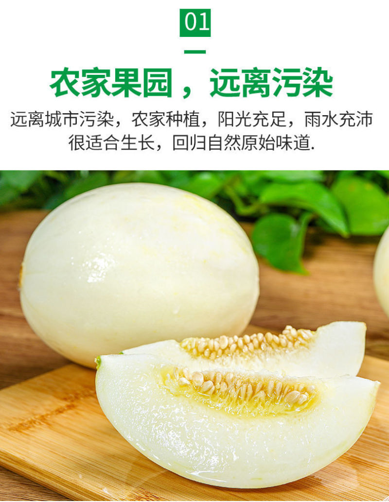 陕西阎良头茬甜瓜大量上市，对接一件代发社区团购，落地配，