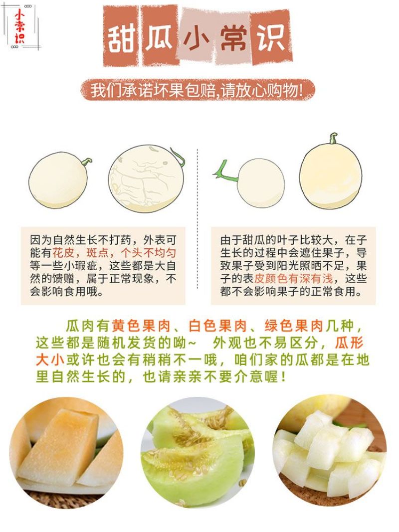 陕西阎良头茬甜瓜大量上市，对接一件代发社区团购，落地配，