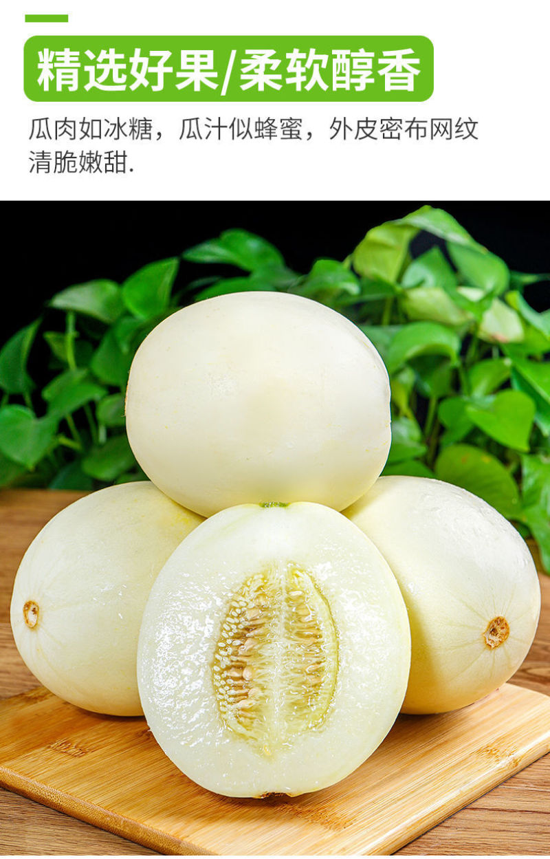 陕西阎良头茬甜瓜大量上市，对接一件代发社区团购，落地配，