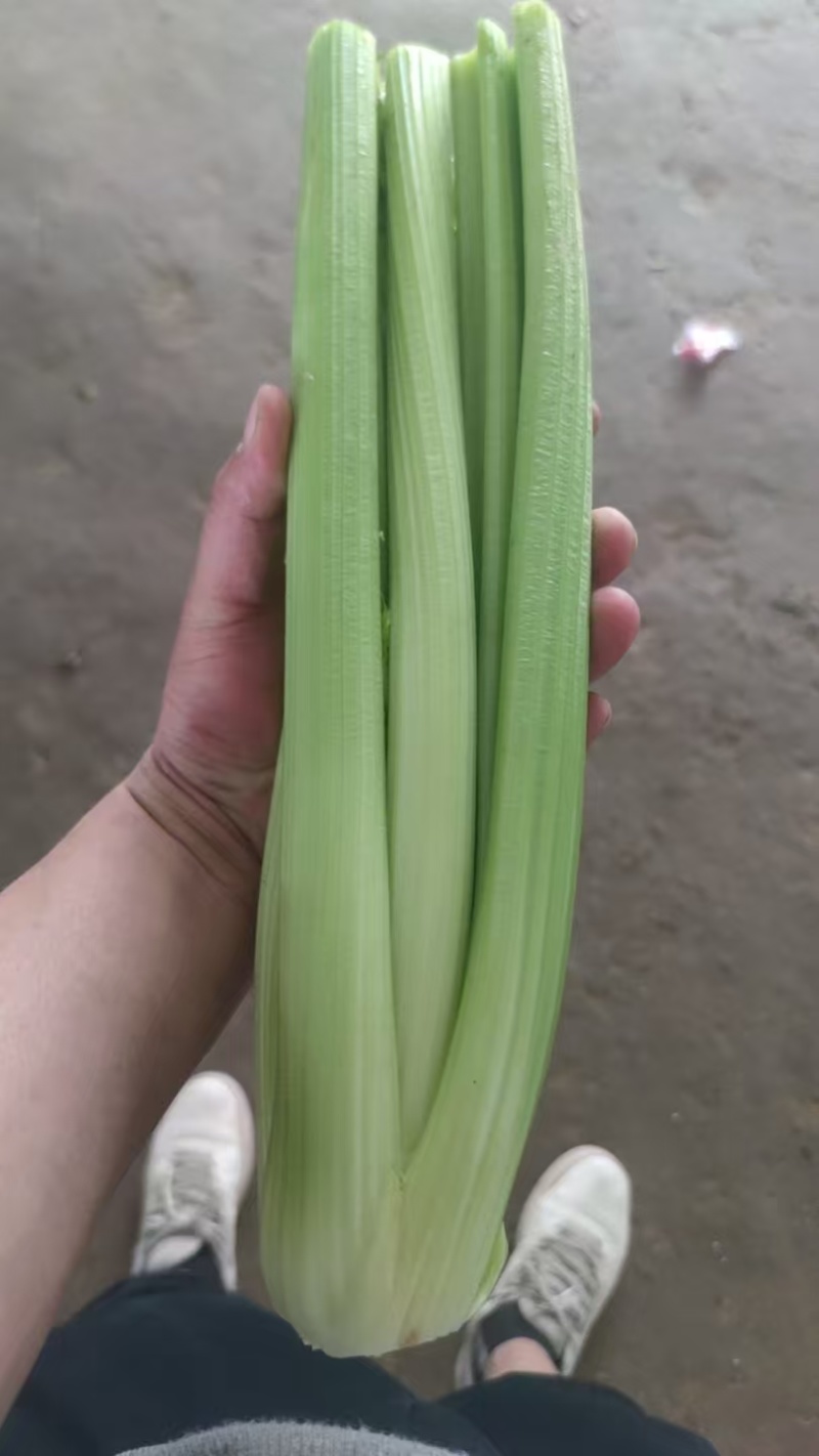 精品西芹产地直发价格优惠欢迎来电洽谈价更优