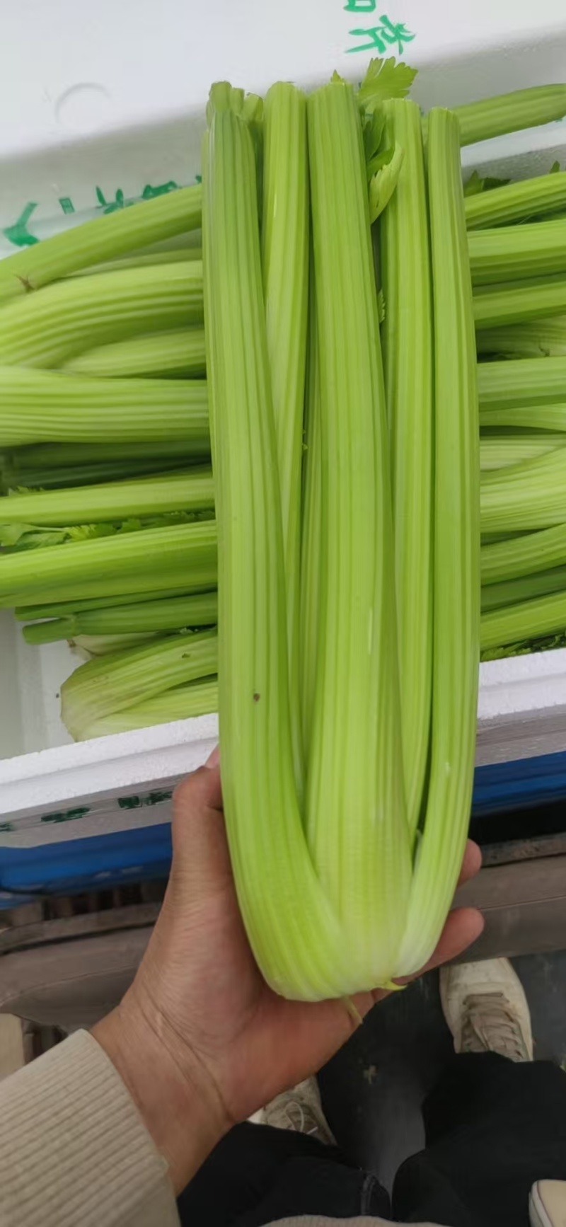 精品西芹产地直发价格优惠欢迎来电洽谈价更优