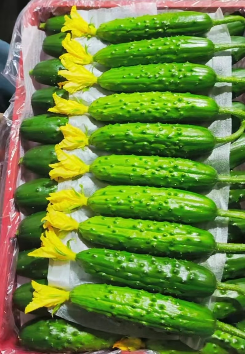 辽宁精品旱黄瓜大量供应，产地直发保证质量对接商超市场