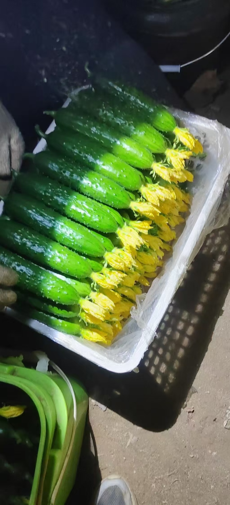 辽宁精品旱黄瓜大量供应，产地直发保证质量对接商超市场