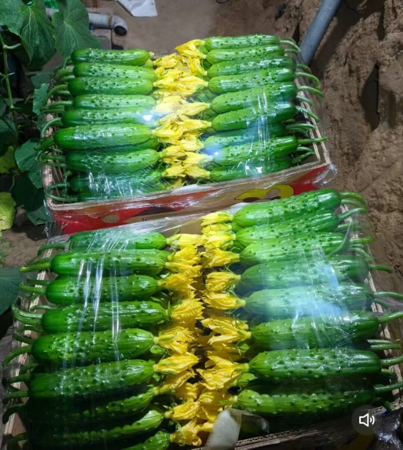 辽宁精品旱黄瓜大量供应，产地直发保证质量对接商超市场
