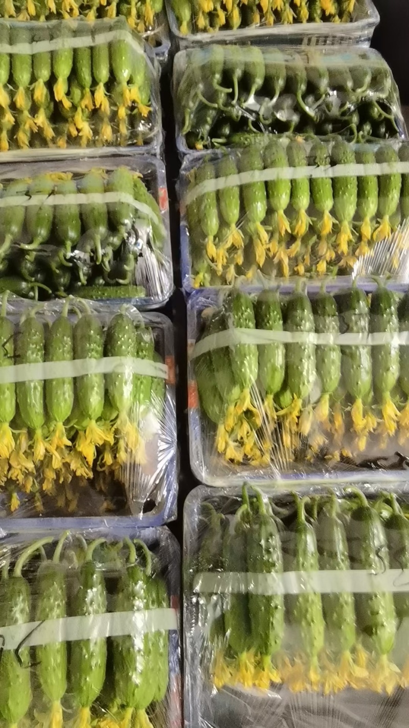 辽宁精品旱黄瓜大量供应，产地直发保证质量对接商超市场