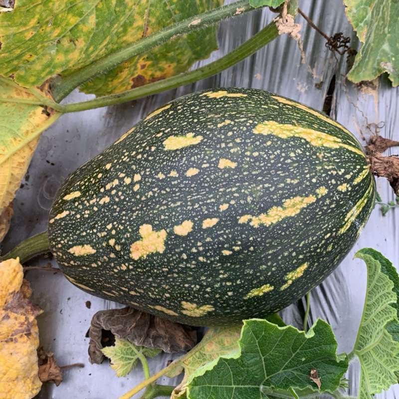 香芋南瓜