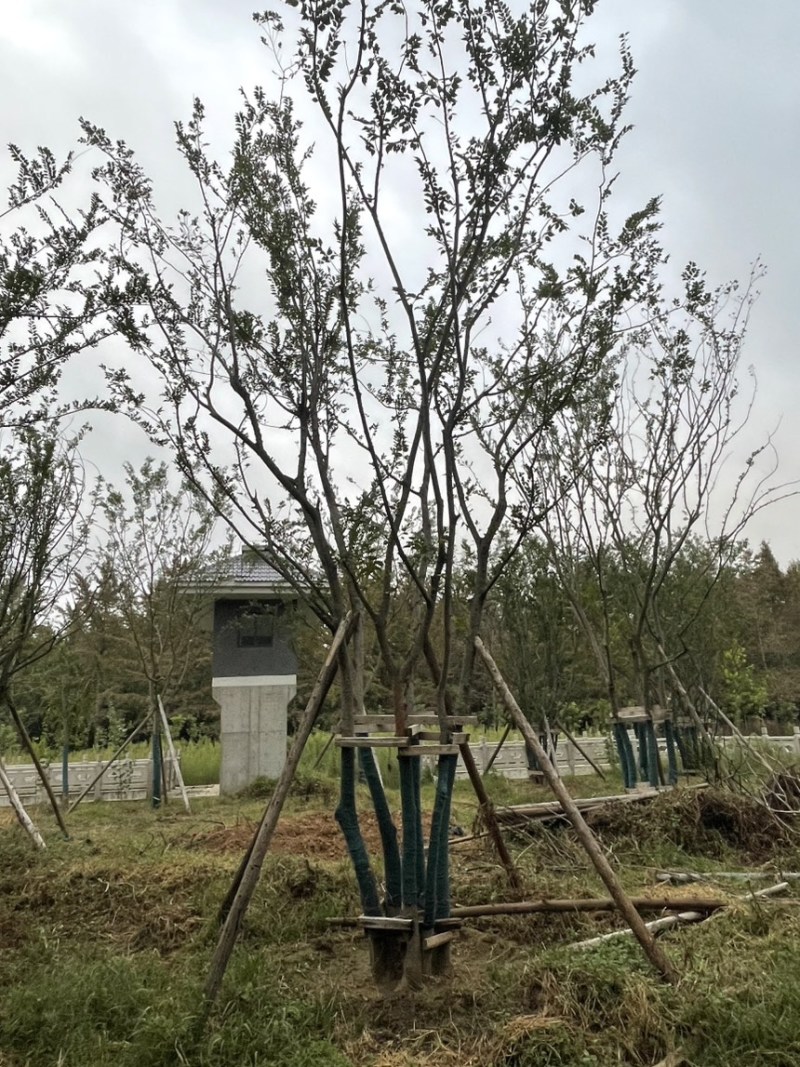 丛生朴树，原生丛生朴树，拼栽丛生朴树，量大，各种规格齐全