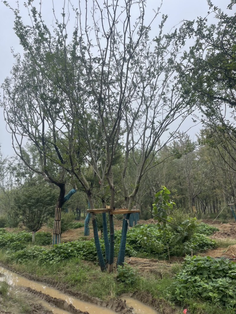 丛生朴树，原生丛生朴树，拼栽丛生朴树，量大，各种规格齐全