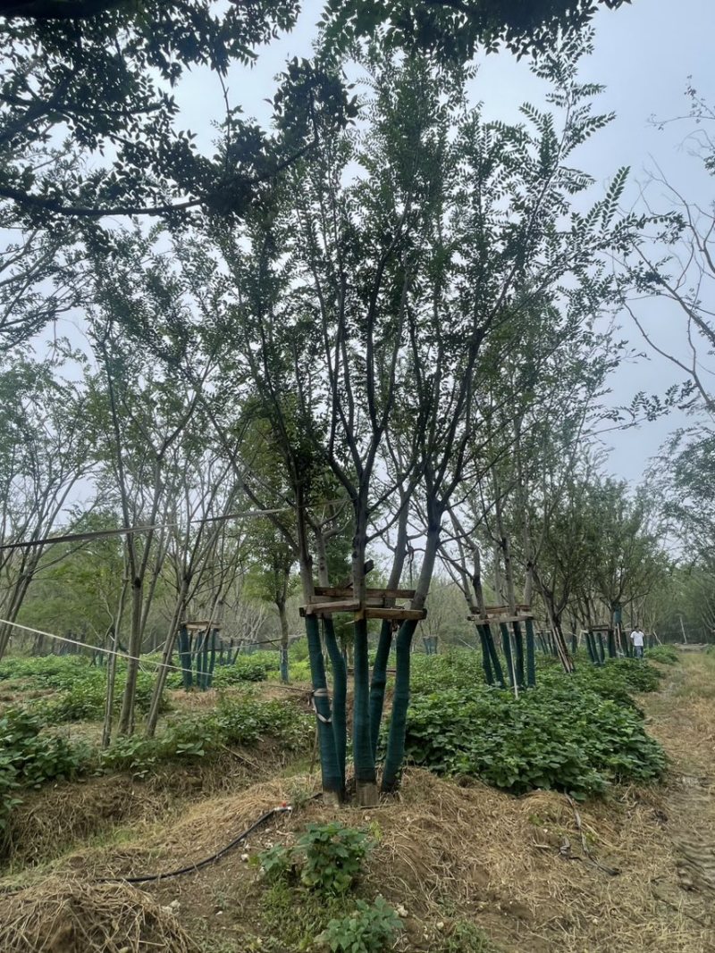 丛生朴树，原生丛生朴树，拼栽丛生朴树，量大，各种规格齐全