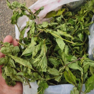 精品薄荷头大量供货品质上乘支持视频看货欢迎来电