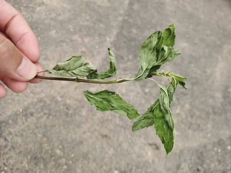 精品薄荷头大量供货品质上乘支持视频看货欢迎来电