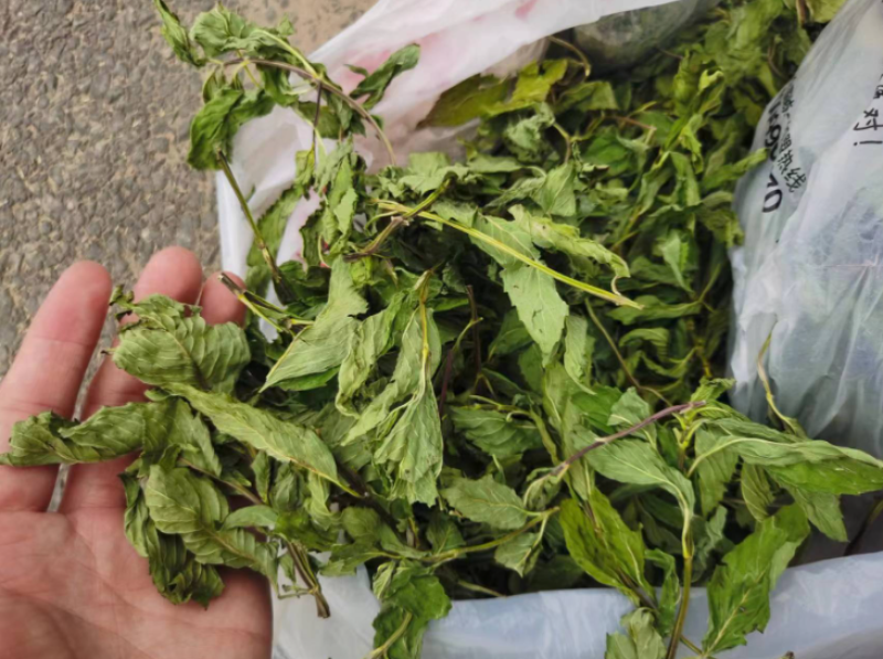 精品薄荷头大量供货品质上乘支持视频看货欢迎来电