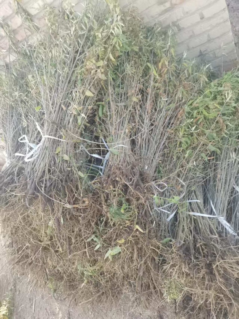 沙棘树苗