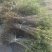 沙棘树苗