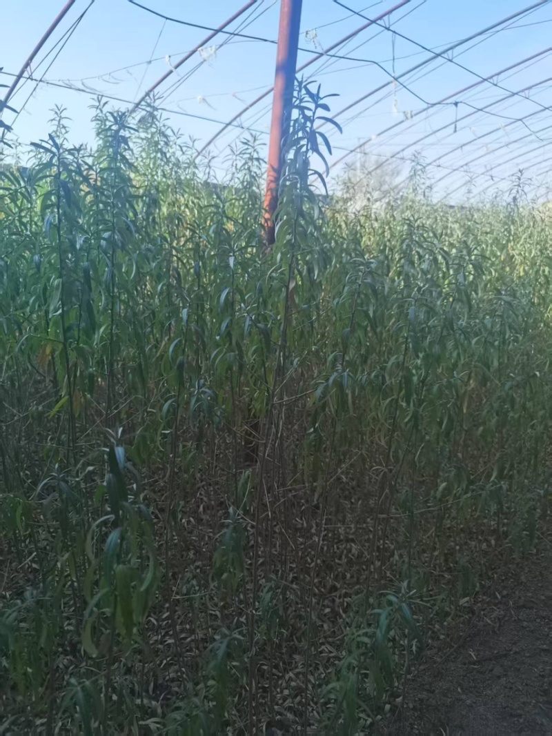 沙棘树苗
