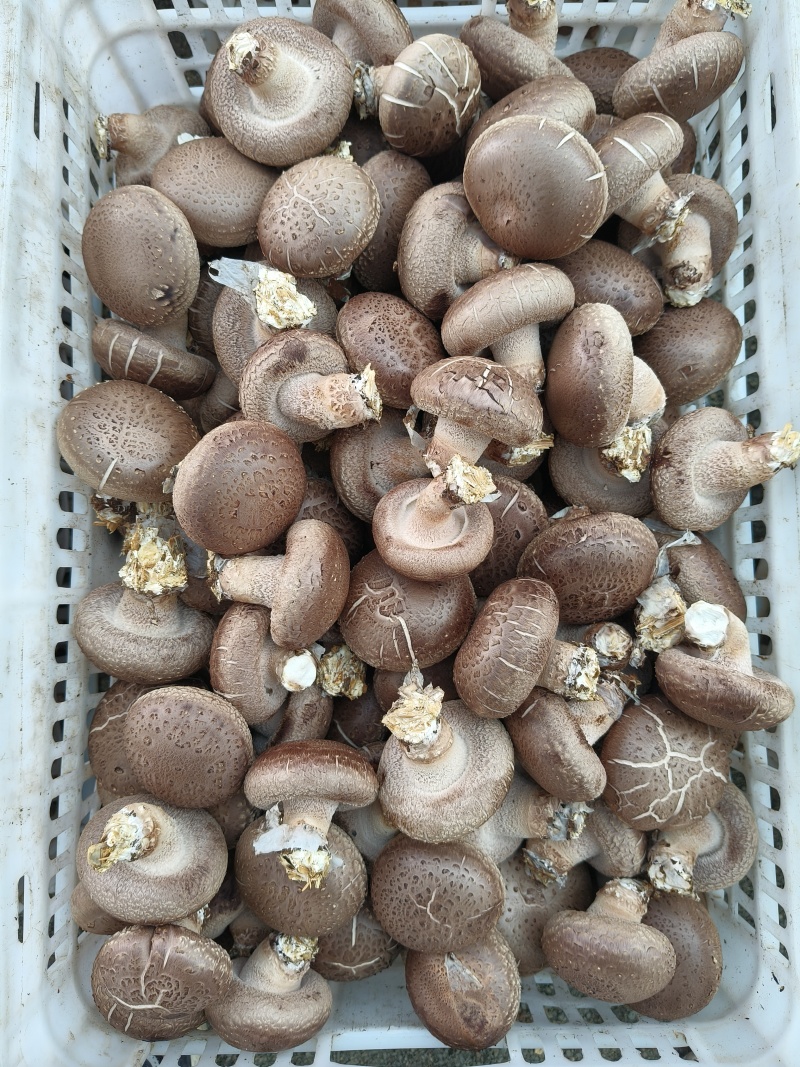 鲜香菇花菇辽宁基地直发保质保量供货