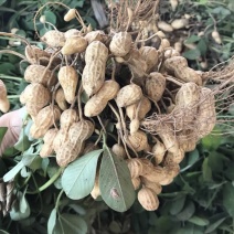 广东白米鲜花生果仁饱满现挖现发产地直发
