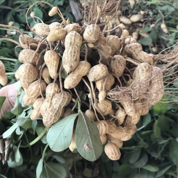 广东白米鲜花生果仁饱满现挖现发产地直发