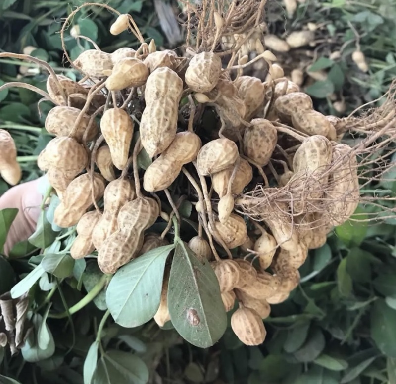 广东白米鲜花生果仁饱满现挖现发产地直发