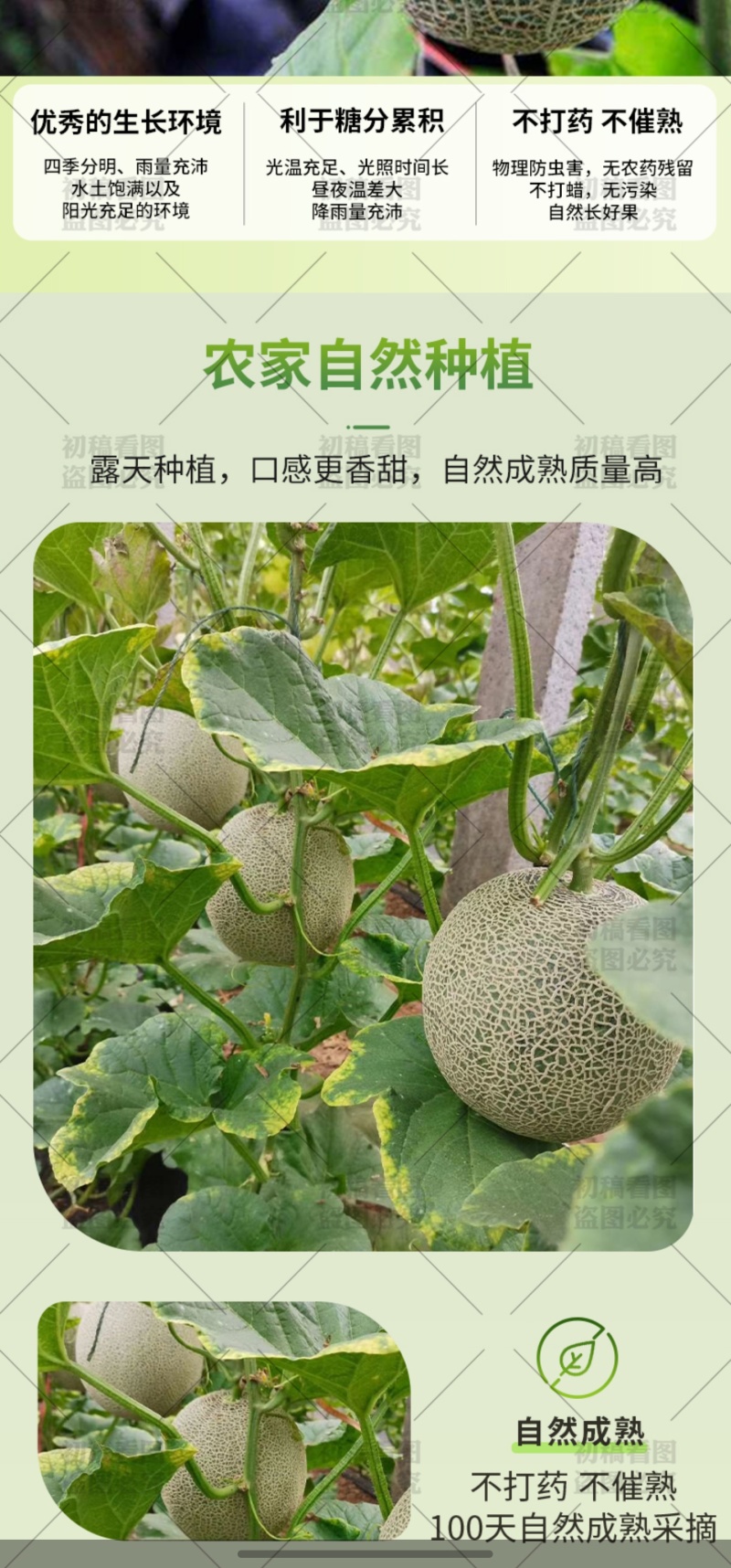 寿光网纹蜜瓜，接一件代发净重4.5斤、8斤等多规格
