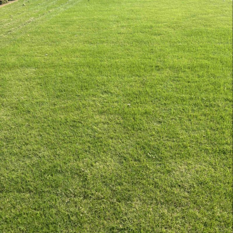 百慕大草草坪草江苏镇江草坪草基地直发对接全国