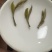 老树牡丹新茶优质茶品品味好茶支持一件代发
